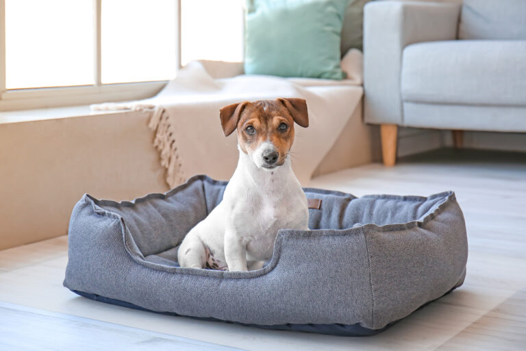 Cute dog in pet bed at home