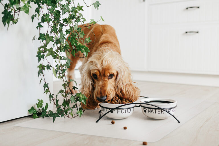 English cocker spaniel dog eating food from ceramic bowl on the floot in the kitchen home